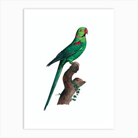 Vintage Rose Ringed Parakeet Bird Illustration on Pure White 1 Art Print