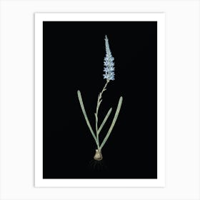 Vintage Ixia Cepacea Botanical Illustration on Solid Black n.0601 Art Print