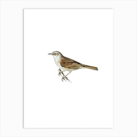 Vintage Dunnock Bird Illustration on Pure White n.0194 Art Print