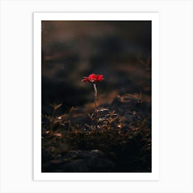 Single Red Flower 12 Art Print