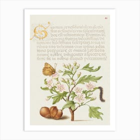Insect, English Hawthorn, Caterpillar, And European Filbert, Joris Hoefnagel Art Print