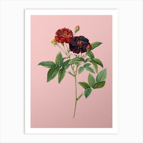 Vintage Van Eeden Rose Botanical on Soft Pink n.0061 Art Print