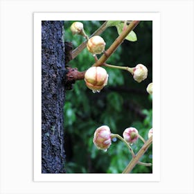 Flower Buds On A Tree Art Print