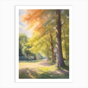 Summer Sunshine And Shade Of Trees Art Print
