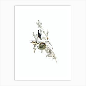 Vintage Gray Backed Zosterops Bird Illustration on Pure White n.0324 Art Print