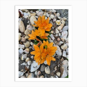 Flowers in rocks Art Print