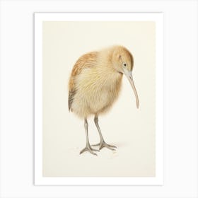 Vintage Bird Drawing Kiwi Art Print