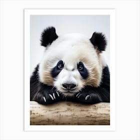 Color Photograph Of A Panda Art Print