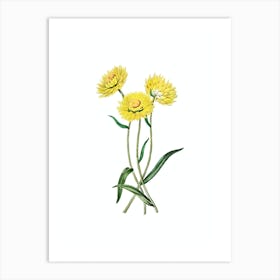 Vintage Helichrysum Flower Branch Botanical Illustration on Pure White n.0031 Art Print