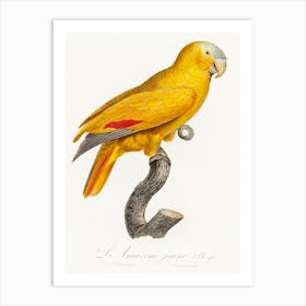 The Blue Fronted Parrot From Natural History Of Parrots, Francois Levaillant Art Print