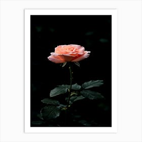 Pink Rose 54 Art Print