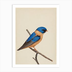 Barn Swallow Illustration Bird Art Print