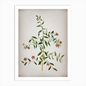 Vintage Goji Berry Branch Botanical on Parchment n.0101 Art Print