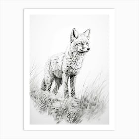 Swift Fox Line Drawing 2 Art Print