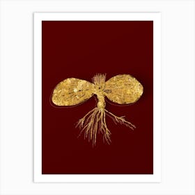 Vintage Massonia Pustulata Botanical in Gold on Red Art Print