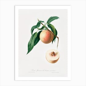 Peach (Persica Julodermis) From Pomona Italiana (1817 - 1839), Giorgio Gallesio 2 Art Print