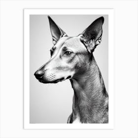 Pharaoh Hound B&W Pencil Dog Art Print