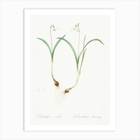 Snowdrop, Pierre Joseph Redoute Art Print