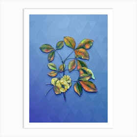 Vintage Common Hoptree Botanical Art on Blue Perennial n.0266 Art Print