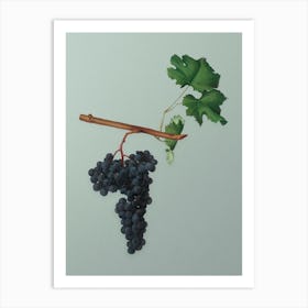 Vintage Dolcetto Grapes Botanical Art on Mint Green n.0092 Art Print