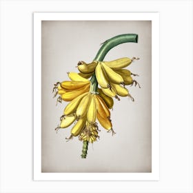 Vintage Banana Botanical on Parchment n.0499 Art Print