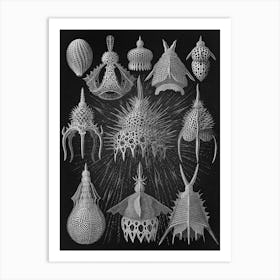 Vintage Haeckel 16 Tafel 31 Flaschenstrahlinge Art Print