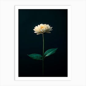 Single White Dahlia Art Print