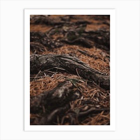 Forest Tree Roots Art Print