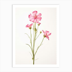 Pressed Wildflower Botanical Art Fire Pink Silene Virginica Flower 2 Art Print