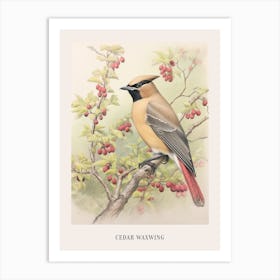 Vintage Bird Drawing Cedar Waxwing 1 Poster Art Print