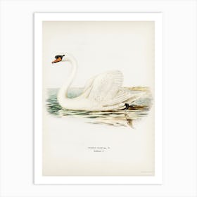 Mute Swan Male (Cygnus Olor), The Von Wright Brothers Art Print