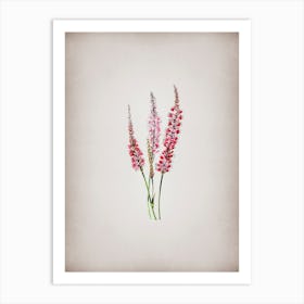 Vintage Polygonum Flower Botanical on Parchment n.0806 Art Print