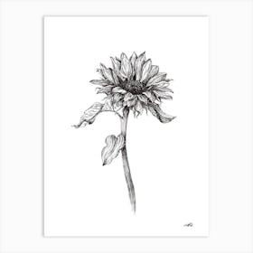 Black and White Sunflower Right Art Print