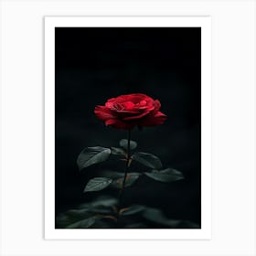 Dark Rose 155 Art Print