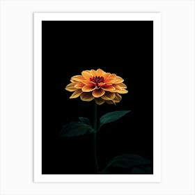 Dahlia 5 Art Print