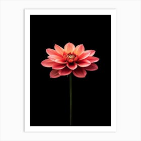 Dahlia Flower On Black Background Art Print