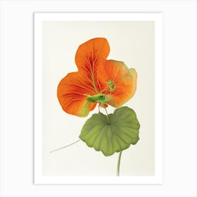 Nasturtium Herb Pencil Colour Art Print