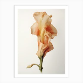 Pressed Flower Botanical Art Gladiolus 1 Art Print