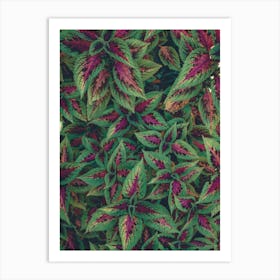 Hibiscus Art Print