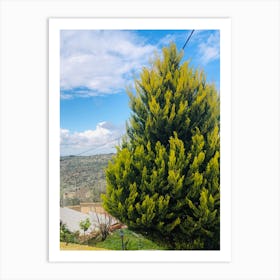 Cypress Tree Art Print