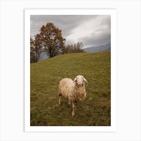 Sheep In The Field Art Print