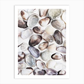 Shells On White Background Art Print