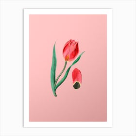 Vintage Sun's Eye Tulip Botanical on Soft Pink n.0084 Art Print