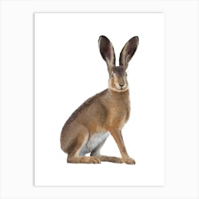 3x4 Hare Art Print