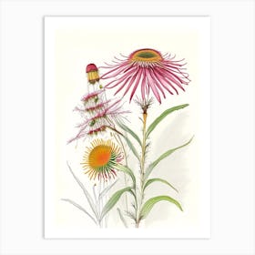 Echinacea Spices And Herbs Pencil Illustration 2 Art Print