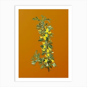 Vintage Caragana Spinosa Botanical on Sunset Orange n.0949 Art Print