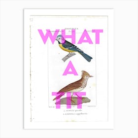What A Tit Vintage Bluetit Bird Art Print