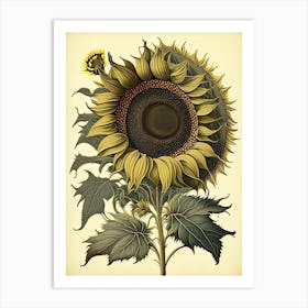 Sunflower Wildflower Vintage Botanical 1 Art Print