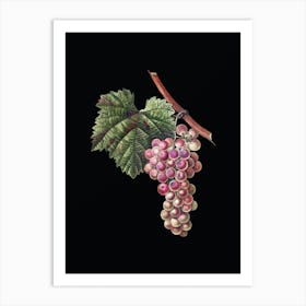 Vintage Grape Vine Botanical Illustration on Solid Black n.0505 Art Print