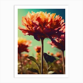 Dahlias Flowers Art Print